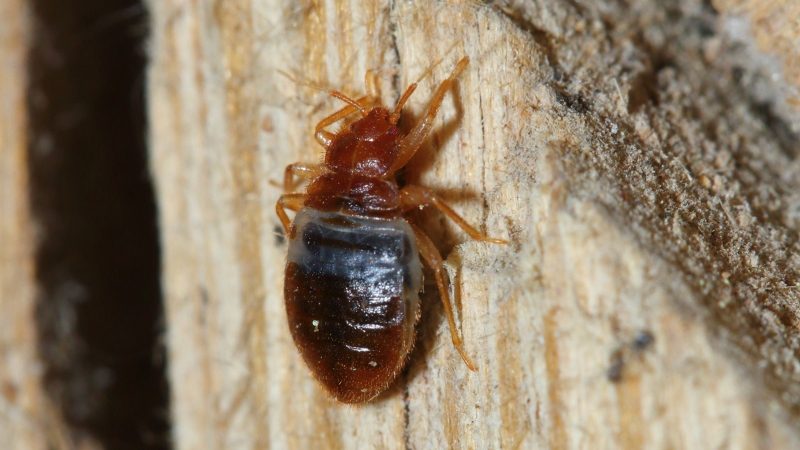 In Hong Kong, Bedbug Infestations Are a Neglected Nightmare for the Poor