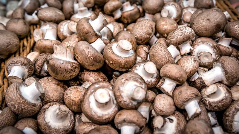 A Healthy Fungus Among Us: The Surprising Health and Nutritional Benefits of Mushrooms