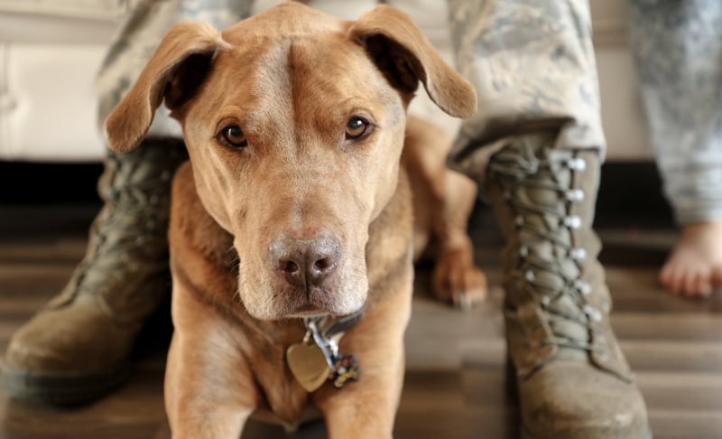 Al Interviews Shannon Walker | Founder & CEO of Northwest Battle Buddies