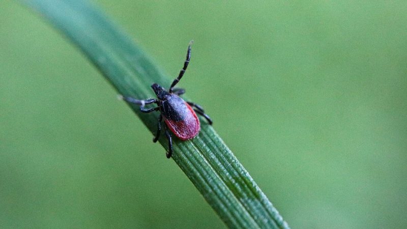 Rise of the Lone Star Tick Brings New Disease Threats