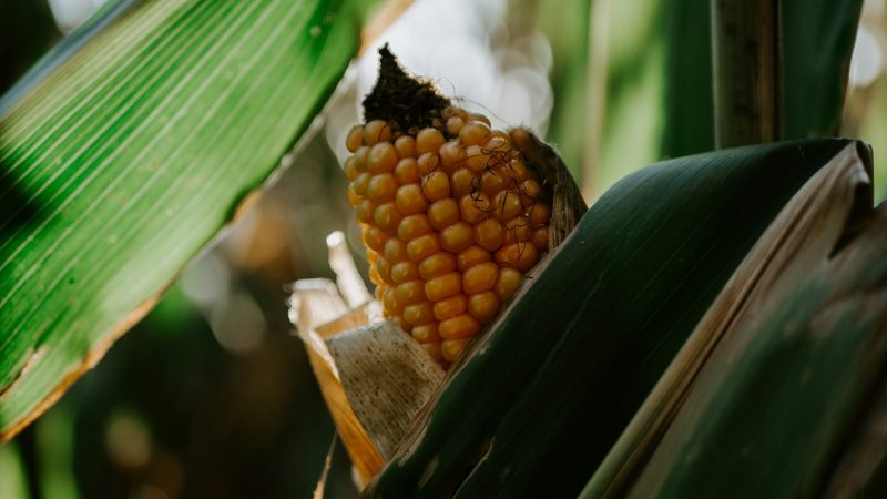Did Fermented Foods Fuel Brain Growth?