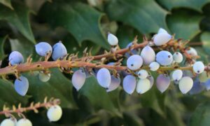 Plant compound berberine may have future role in autoimmune disease treatment