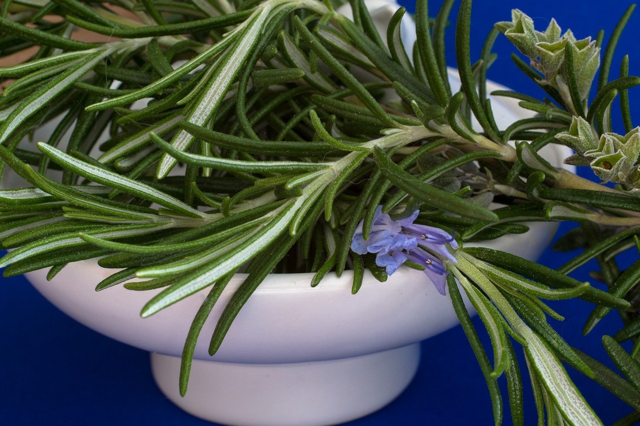 Rosemary Emulates Aricept & Donepezil