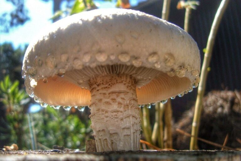 Mushrooms And Memory