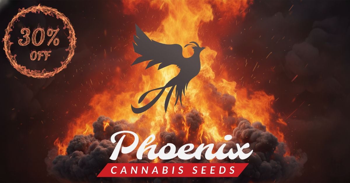 Rise From the Ashes This Green Friday! 30% Off ALL Phoenix Seeds