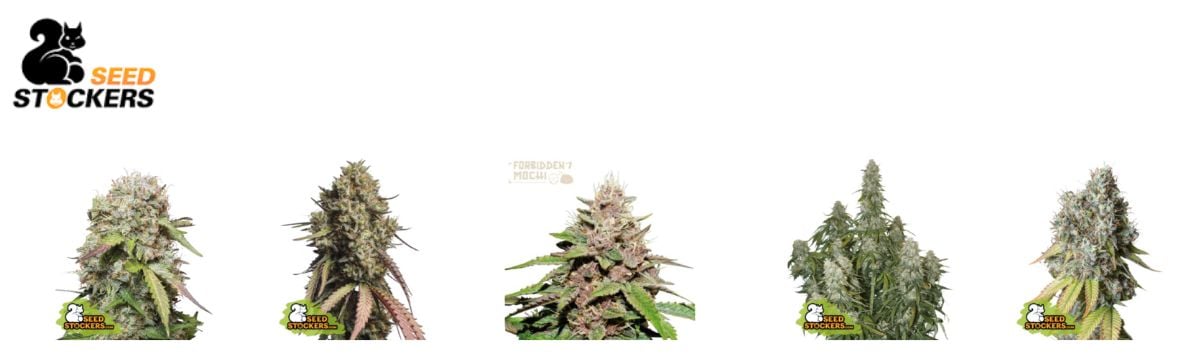 Seed Stocker Strain Picks Auto