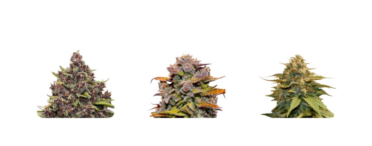 Auto Seeds Seeds Auto Seeds Seeds