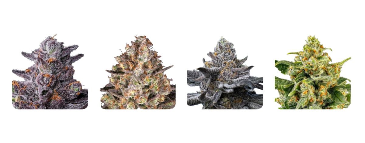 Barneys Farm Seeds Barneys Farm Seeds