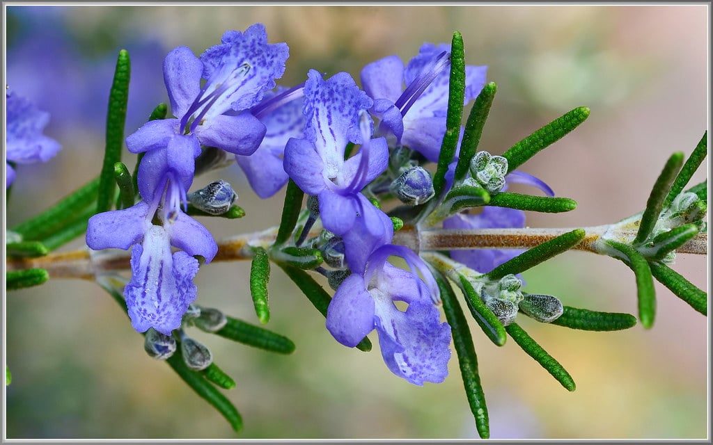 Can the Smell of Rosemary Influence Memory?