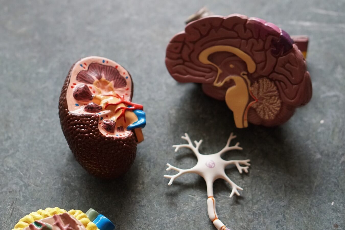 Why Your Kidneys Matter in Alzheimer’s Biomarker Testing