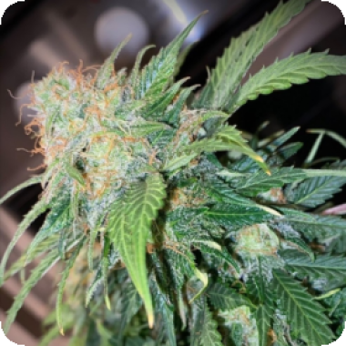 Clementine Dream Auto Flowering Seeds (1) Clementine Dream Auto Flowering Seeds (1)