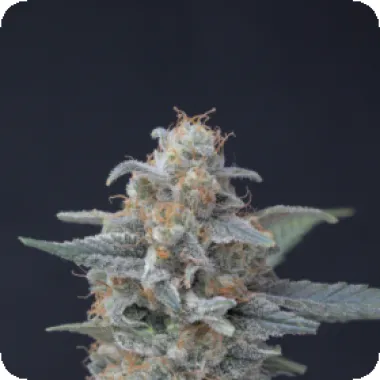 Honeyed Cream Dream Feminised Seeds 3 Honeyed Cream Dream Feminised Seeds 3