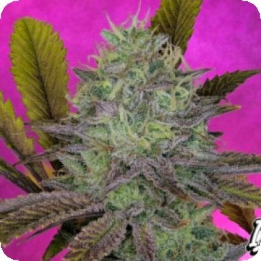 King's Banner Feminised Seeds (1) King's Banner Feminised Seeds (1)