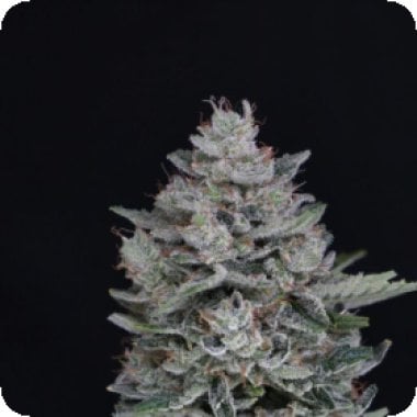 MAC2 Auto Flowering Seeds (1) MAC2 Auto Flowering Seeds (1)