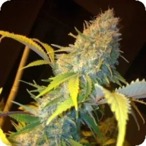 Northern Lights Express AUTO Feminised Seeds