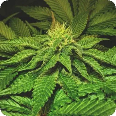 Peanut Butter Cookies (1) Peanut Butter Cookies (1)