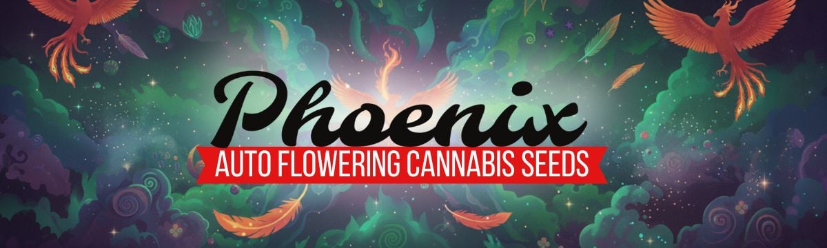 Phoenix Auto Flowering Banner