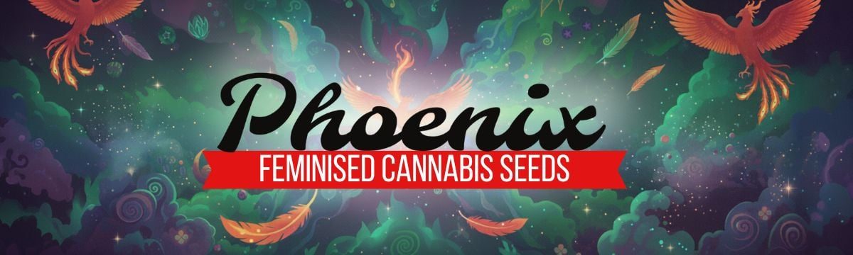 Phoenix Feminised Banner