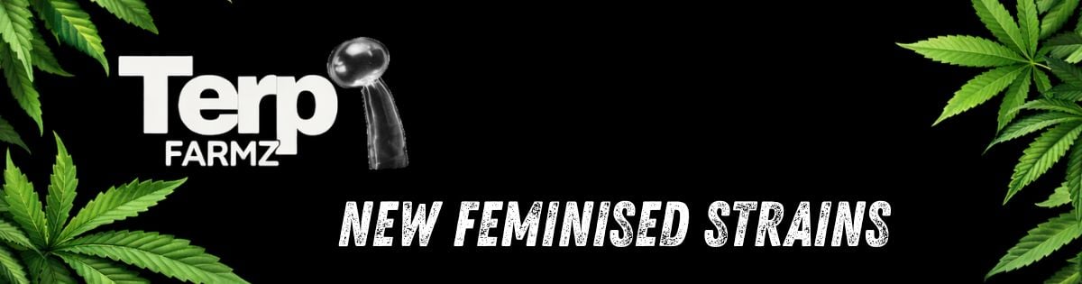 Terp Farms New Feminised Cannabis Seeds