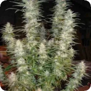 White Widow Feminised Seeds 2
