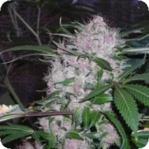 northern lights feminised seeds phoenix seeds 0