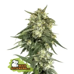 04 BCN Critical XXL Fast Fem 04 BCN Critical XXL Fast Fem