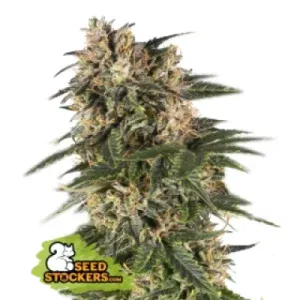 69 Northern Lights Auto 69 Northern Lights Auto