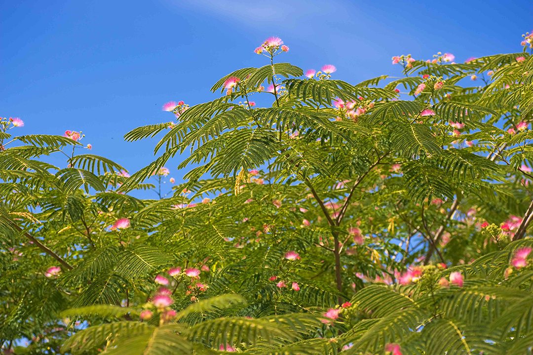 Albizzia: The Wonder Herb of Happiness