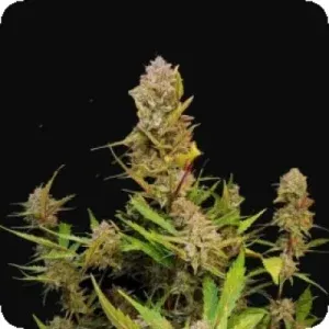 Apricot Auto Flowering Seeds Apricot Auto Flowering Seeds