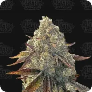 Bacio Gelati Auto Flowering Seeds 0 Bacio Gelati Auto Flowering Seeds 0