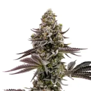 Blueberry Cupcake Blueberry Cupcake