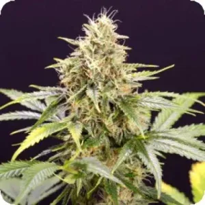 Chocolate Mint OG Auto Flowering Seeds Chocolate Mint OG Auto Flowering Seeds