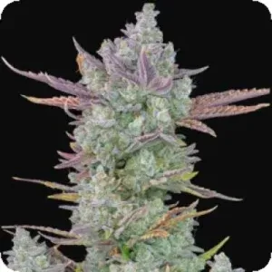 FB Gorilla Cookies AutoFeminised FB Gorilla Cookies AutoFeminised