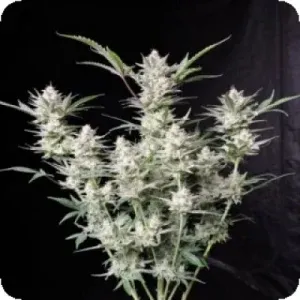 FB Strawberry Gorilla Auto FB Strawberry Gorilla Auto