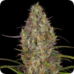 GLUE GELATO AUTO GLUE GELATO AUTO