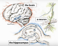 How Physical Activity Turns Back the Brain’s Clock