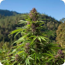 Outdoor Auto Feminised Seeds Outdoor Auto Feminised Seeds