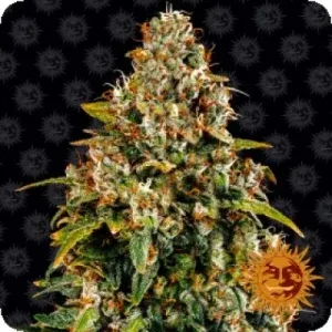 WATERMELON ZKITTLEZ AUTO WEB STAMPS 1000x1000 WATERMELON ZKITTLEZ AUTO WEB STAMPS 1000x1000