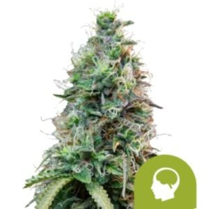 amnesia haze automatic feminised seeds amnesia haze automatic feminised seeds