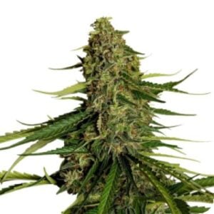 f1 gaia auto feminised seeds