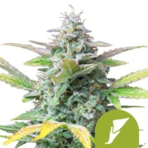 quick one auto feminised seeds quick one auto feminised seeds