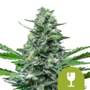 royal critical auto feminised seeds royal critical auto feminised seeds