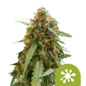 sticky queen auto feminised seeds (1)