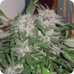 white widow express auto feminised seeds phoenix seeds white widow express auto feminised seeds phoenix seeds