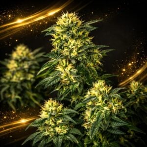 Anesthesia x Runtz LIMITED EDITION Gold Line Feminised Seeds