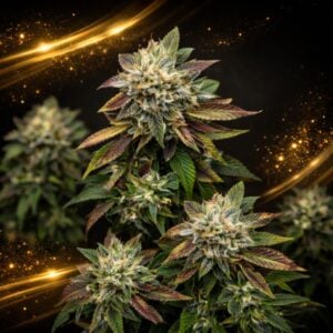 Anubis x Sunset Sherbet LIMITED EDITION Gold Line Feminised Seeds