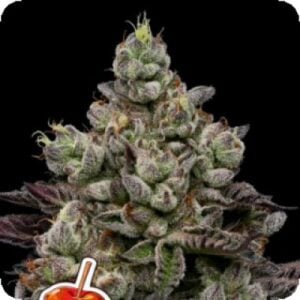 Caramel Apple Drip Feminised Seeds 5