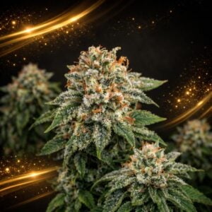 Galaxy x Runtz Limited Edition Gold Line Feminised Seeds