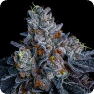 Giga Brain Auto Flowering Seeds (1)