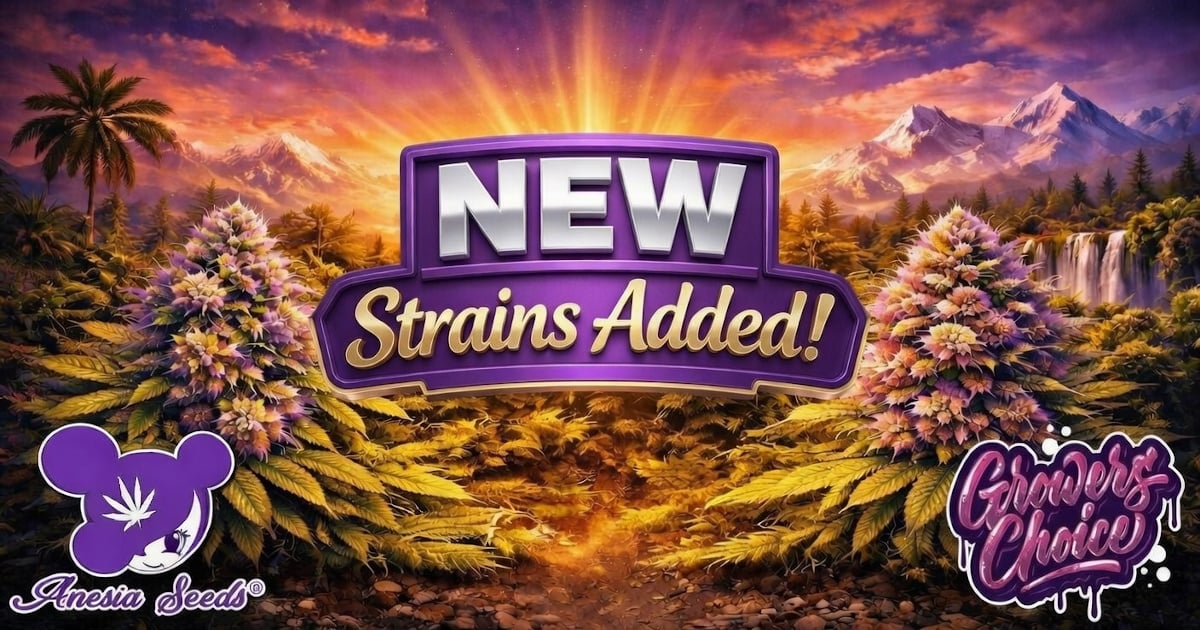 New Growers Choice and Anesia Seeds Strains with a Discount